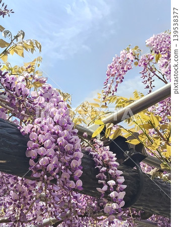 Wisteria flowers shining in the blue sky Wisteria flowers shining in the blue sky 139538377