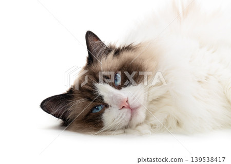 beautiful longhair ragdoll cat sitting on white 139538417