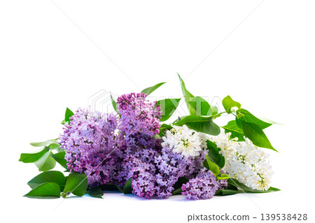 fresh lilac bouquet isolated on white background fresh lilac bouquet isolated on white background 139538428