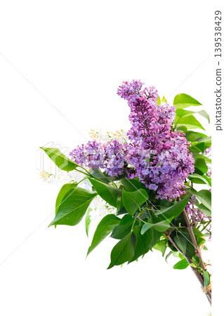 fresh lilac bouquet isolated on white background fresh lilac bouquet isolated on white background 139538429
