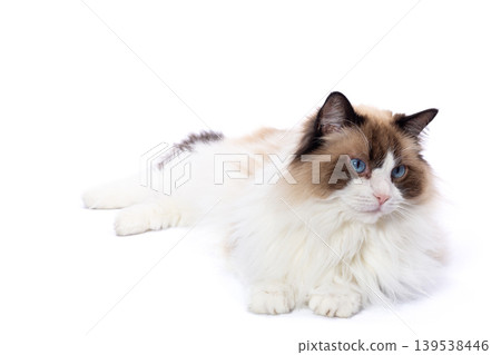charming ragdoll cat with expressive blue eyes 139538446