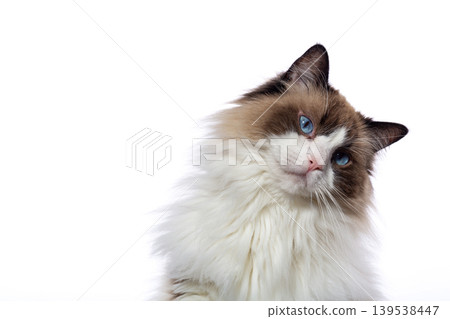 fluffy ragdoll cat portrait with blue eyes 139538447