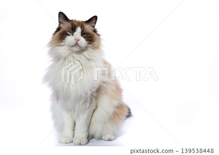 domestic longhair cat portrait with soft fur domestic longhair cat portrait with soft fur 139538448