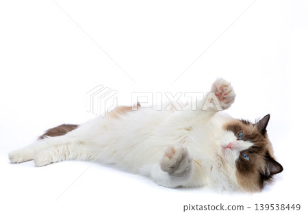 charming purebred ragdoll portrait with calm expression charming purebred ragdoll portrait with calm expression 139538449