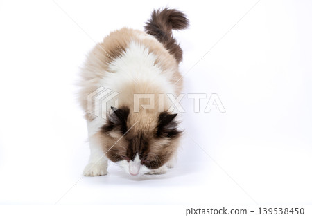 full length ragdoll cat sniffing in studio full length ragdoll cat sniffing in studio 139538450