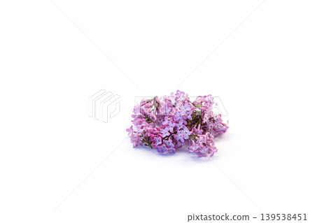 delicate lilac blossoms isolated on white background delicate lilac blossoms isolated on white background 139538451