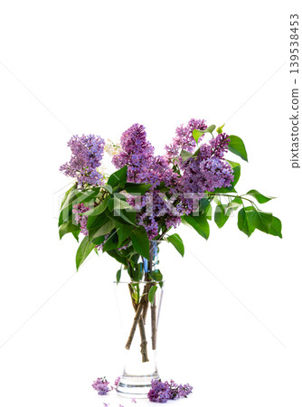 fragrant purple lilac bouquet in minimalist style fragrant purple lilac bouquet in minimalist style 139538453