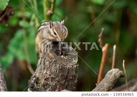 A chipmunk searches for food on a tree stump. A chipmunk searches for food on a tree stump. 139538465