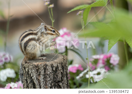 A chipmunk standing on a tree stump in front of a flowerbed - a spring portrait. A chipmunk standing on a tree stump in front of a flowerbed - a spring portrait. 139538472