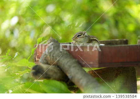 A chipmunk pops its head out in the lush green forest. A chipmunk pops its head out in the lush green forest. 139538584