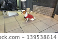 Small dog in red jacket sitting on tiled floor near storefront for pet lifestyle scene and candid street background 139538614