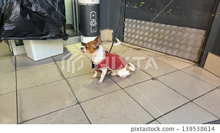 Small dog in red jacket sitting on tiled floor near storefront for pet lifestyle scene and candid street background Small dog in red jacket sitting on tiled floor near storefront for pet lifestyle scene and candid street background 139538614