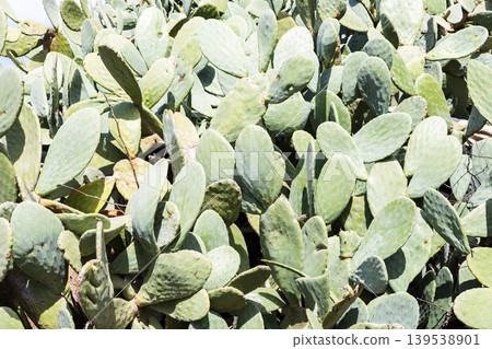 Dense cluster of prickly pear cactus pads under bright sunlight Dense cluster of prickly pear cactus pads under bright sunlight 139538901