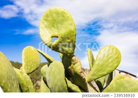 Prickly pear cactus pads against a blue sky Prickly pear cactus pads against a blue sky 139538910