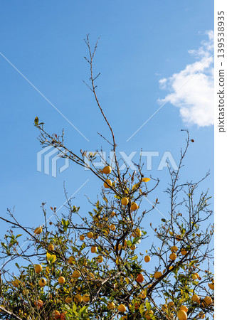 Ripe yellow lemons growing on a citrus tree against a bright blue sky Ripe yellow lemons growing on a citrus tree against a bright blue sky 139538935