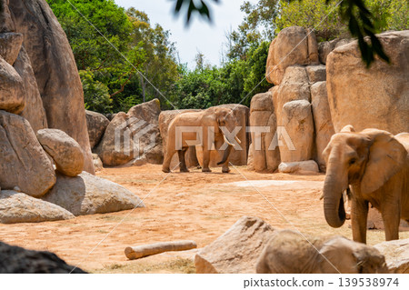 African Elephant Standing Among Large Rock Formations African Elephant Standing Among Large Rock Formations 139538974