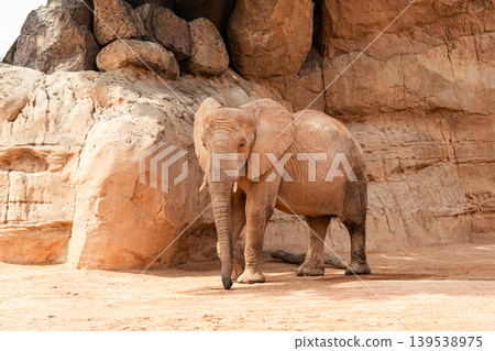 African Elephant Standing Among Large Rock Formations African Elephant Standing Among Large Rock Formations 139538975