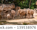 Group of African Elephants in Rocky Habitat 139538976