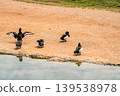 Group of Tufted Ducks Resting by the Pond Shore 139538978