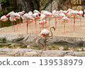 Flock of Pink Flamingos Resting by the Water's Edge 139538979