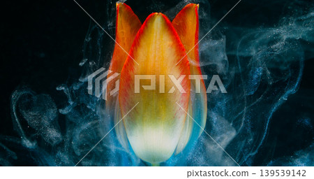 Flower abstraction. Splash paint. Blur yellow red color tulip blue in water nature floating on floral art environmental dark black background. 139539142