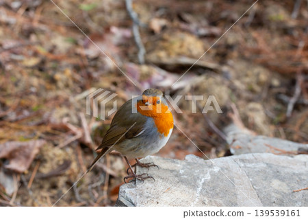 Close-up of a European robin (Erithacus rubecula) perched on a rocky surface in natural light. A small gray bird with a red-orange breast. 139539161