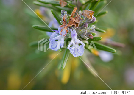 Rosmarinus officinalis Benenden Blue ; rosemary, evergreen shrub with blue blossoms Rosmarinus officinalis Benenden Blue ; rosemary, evergreen shrub with blue blossoms 139539175