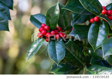 Winterberry Holly twig, Ilex aquifolium, red berries and green leaves close up. 139539185