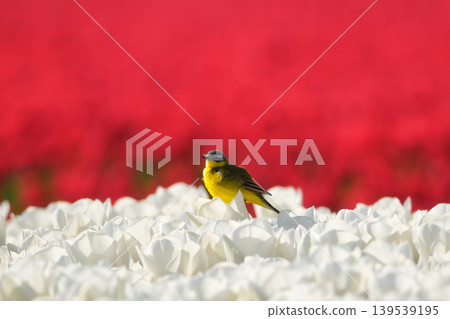 Western yellow wagtail bird sitting on a tulip in a blooming field. Western yellow wagtail bird sitting on a tulip in a blooming field. 139539195