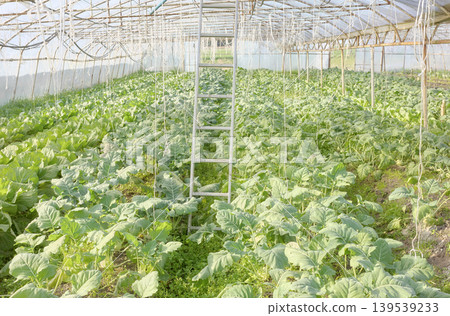 Organic vegetable cultivation in a polytunnel, selective focus. Organic vegetable cultivation in a polytunnel, selective focus. 139539233