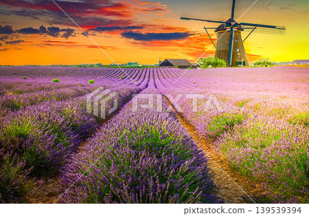 Lavender blooming field Lavender blooming field 139539394