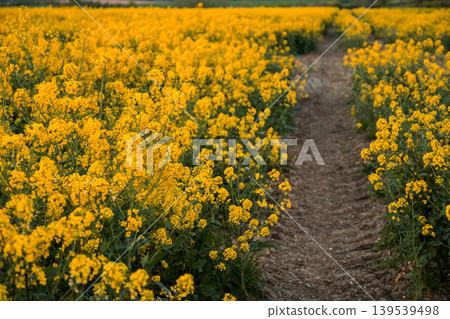 Path leading through blooming yellow rapeseed field with lone tree under blue sky, spring agricultural landscape for farming, rural nature and sustainability concepts Path leading through blooming yellow rapeseed field with lone tree under blue sky, spring agricultural landscape for farming, rural nature and sustainability concepts 139539498