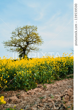 Lone tree above blooming yellow rapeseed field with soil foreground under blue sky, spring agricultural landscape for farming and sustainability concepts 139539500