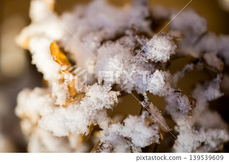 First snow, abstract winter background. Dried hydrangea flowers under snow First snow, abstract winter background. Dried hydrangea flowers under snow 139539609