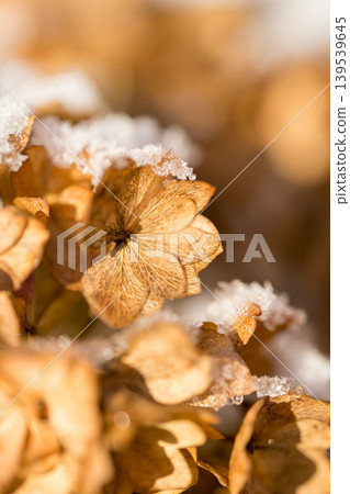 First snow, abstract winter background. Dried hydrangea flowers under snow First snow, abstract winter background. Dried hydrangea flowers under snow 139539645