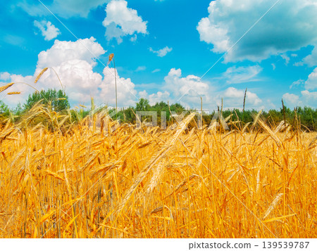 A stunning scene of a Golden Wheat Field basking under a Bright Blue Sky filled with Fluffy White Clouds A stunning scene of a Golden Wheat Field basking under a Bright Blue Sky filled with Fluffy White Clouds 139539787