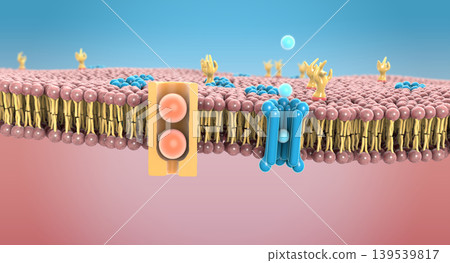 Protein channels in the lipid bilayer on human cell membrane - 3d illustration Protein channels in the lipid bilayer on human cell membrane - 3d illustration 139539817