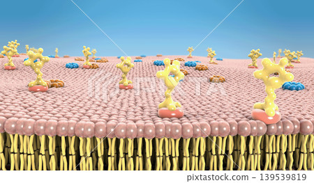 Carbohydrates and protein channels on the human cell membrane - 3d illustration Carbohydrates and protein channels on the human cell membrane - 3d illustration 139539819