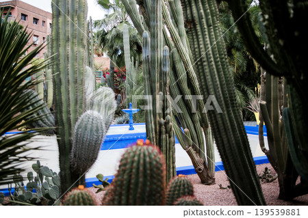15 April 2025: Marrakech, Morocco. View on colorful wall of mansion and potted plants in Majorelle garden 15 April 2025: Marrakech, Morocco. View on colorful wall of mansion and potted plants in Majorelle garden 139539881