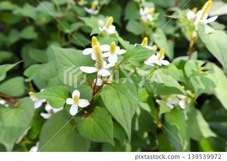White dokudami flowers White dokudami flowers 139539972