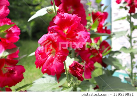 Tatiaoi flowers Tatiaoi flowers 139539981