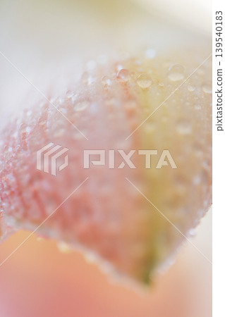 Close-up of a delicate flower petal with water droplets, showcasing soft pink and cream hues against a blurred background of natural colors and light Close-up of a delicate flower petal with water droplets, showcasing soft pink and cream hues against a blurred background of natural colors and light 139540183