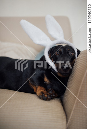 Black dachshund wearing white bunny ears lying on a beige couch with soft pillows and a neutral background creating a cozy indoor atmosphere Black dachshund wearing white bunny ears lying on a beige couch with soft pillows and a neutral background creating a cozy indoor atmosphere 139540210