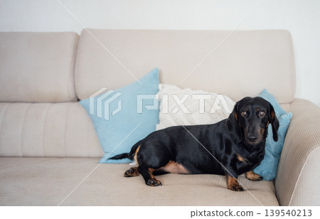 Black dachshund dog resting on a beige sofa with blue and white decorative pillows in a cozy indoor living room setting Black dachshund dog resting on a beige sofa with blue and white decorative pillows in a cozy indoor living room setting 139540213