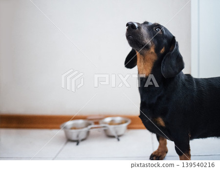 Black and tan dachshund dog standing indoors, looking up with food bowls visible on the floor in a well-lit room with a neutral wall background 139540216