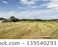 Rice plants waiting to be hung to dry. 139540293