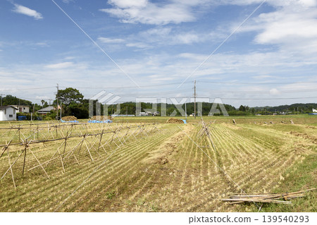 Rice plants waiting to be hung to dry. Rice plants waiting to be hung to dry. 139540293