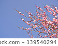 Red plum and blue sky 139540294