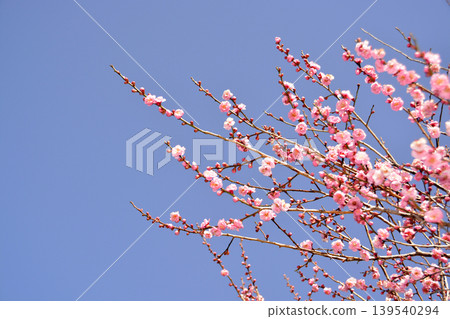 紅色李子和藍天 紅色李子和藍天 139540294