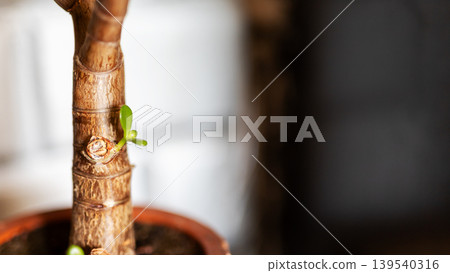 Resilient green sprout emerging from ceramic pot with warm bokeh ambiance and textured bark details 139540316
